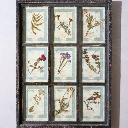 Large Italian Herbarium Plant Study Frame - No 1