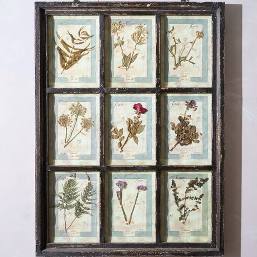 Large Italian Herbarium Plant Study Frame - No 2