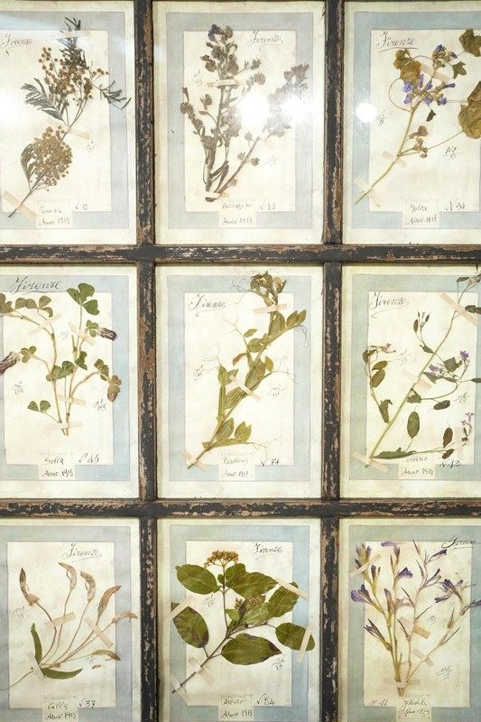 Vintage Framed Collection Of Herbariums-tallboy-interiors-1-dsc00372-main-638369943567548168.jpeg