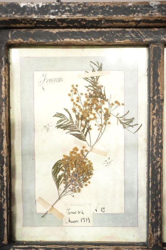 Vintage Framed Collection Of Herbariums-tallboy-interiors-2-dsc00373-main-638369943597257114.jpeg