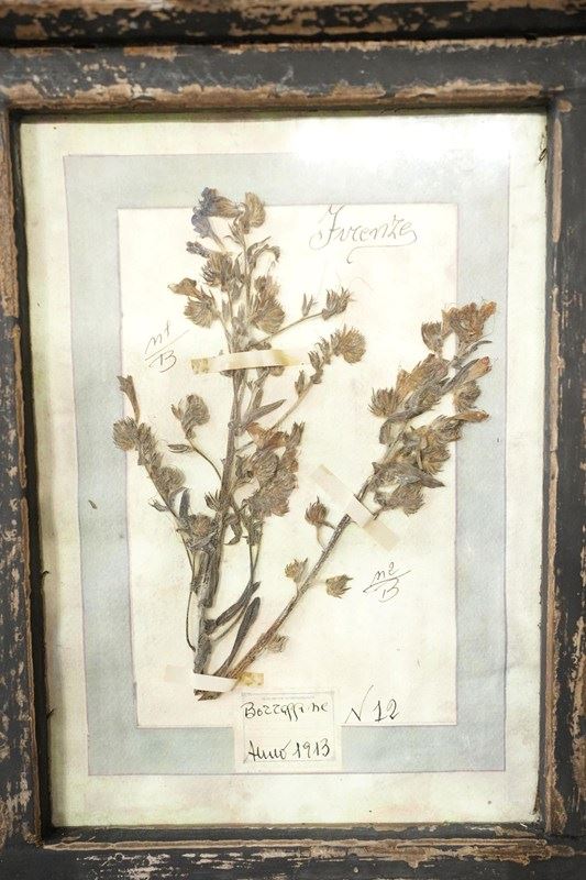 Vintage Framed Collection Of Herbariums-tallboy-interiors-3-dsc00374-main-638369943620540354.jpeg