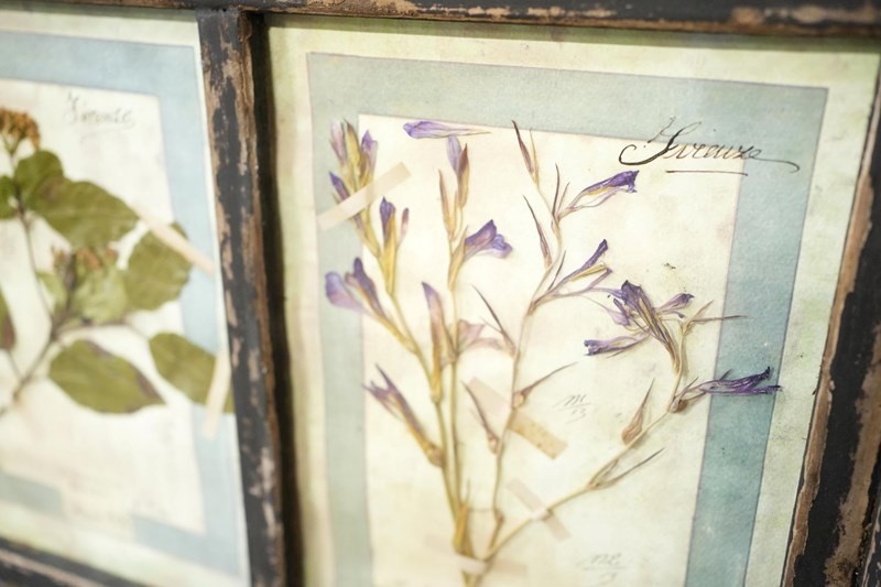Vintage Framed Collection Of Herbariums-tallboy-interiors-5-dsc00377-main-638369943673355829.jpeg