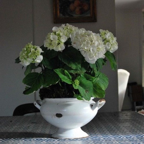 Gloriously Chippy Enamel French Soup Tureen With Snowball Hydrangeas