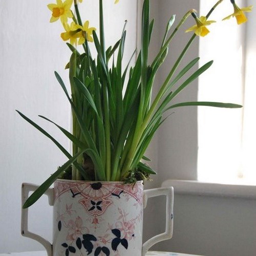 Large Antique Ironstone Loving Cup Planted With Tete Et Tetes