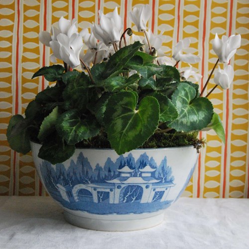 Large Georgian Pearlware Bowl Planted With White Cyclamen