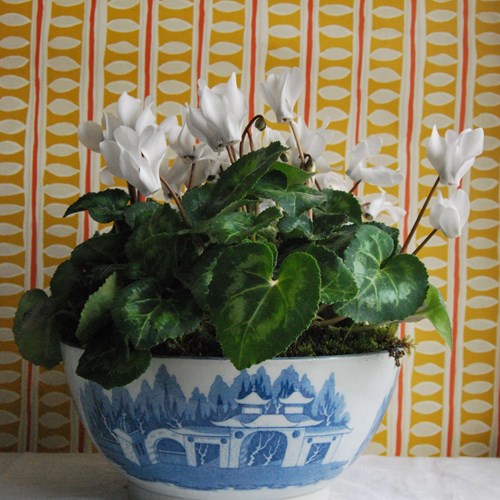 Large Georgian Pearlware Bowl Planted With White Cyclamen