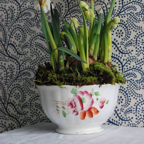 Antique Sloop-Footed Bowl Planted With N. 'Bridal Crown'