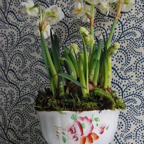 Antique China Sloop-Footed Bowl Planted With N. 'Bridal Crown'