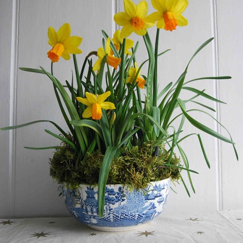 Antique Wedgwood Etruvia Willow Pattern Bowl With Spring Bulbs