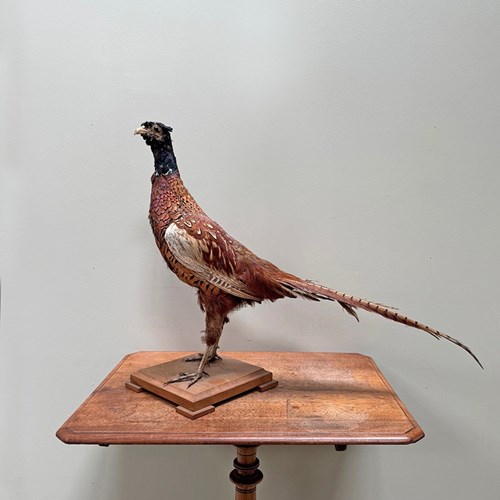 Taxidermy Pheasant