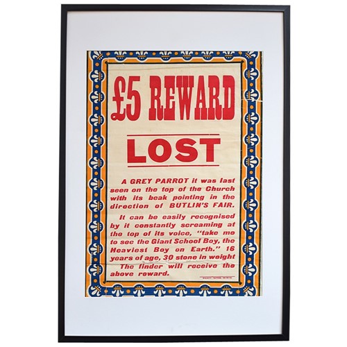 The Lost Parrot 