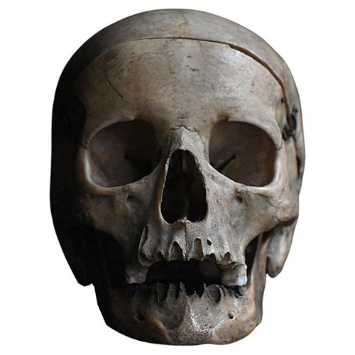 Medical Skull 