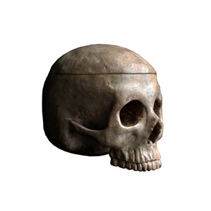 Life Size Corpus Christi Skull