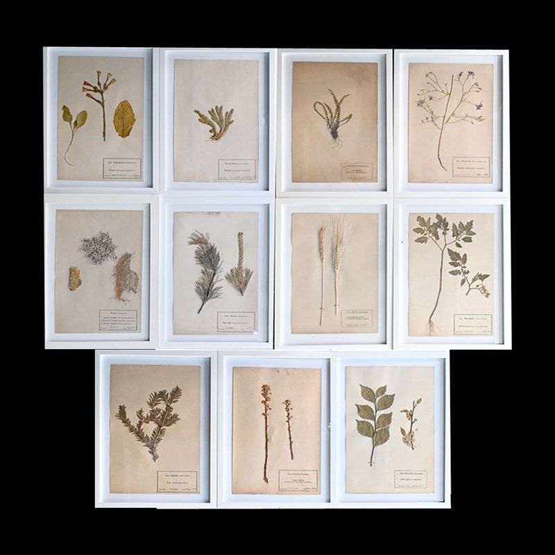 Museum Flower Specimens-the-house-of-antiques-www-main-638297084324388174.jpg