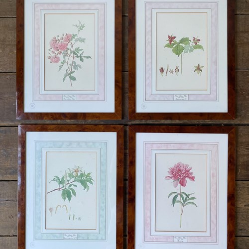 A Set Of Four Botanical Illustrations