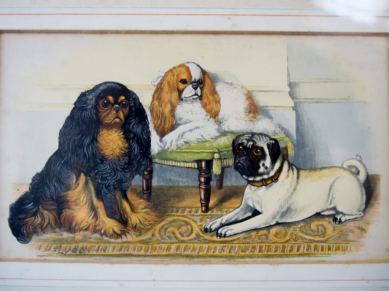 Dog print -the-vintage-rooms-pug-printedit--5-main-638079981101066424.jpg