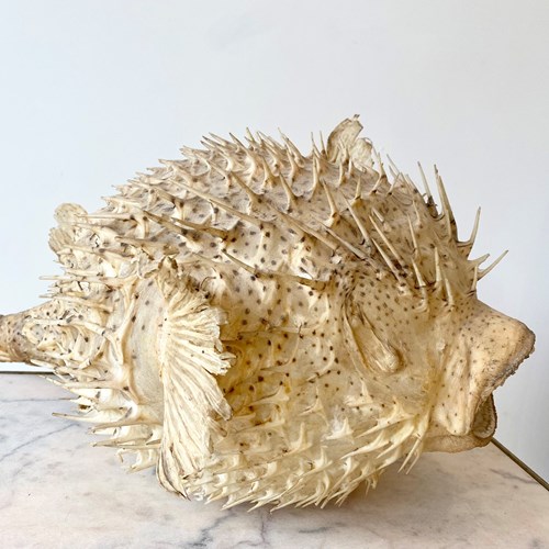 Giant Puffer Porcupine Fish