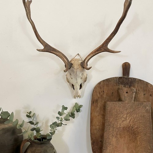 Vintage Antique Wall Mounted Antlers 