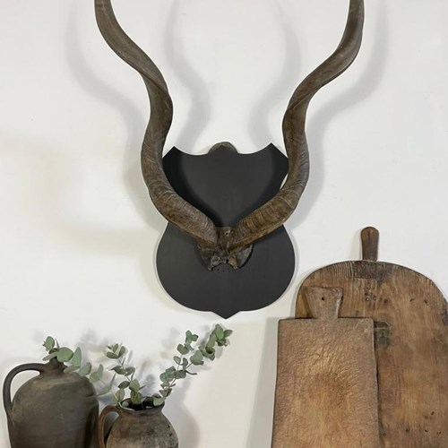 Large Vintage Antique Wall Mounted African Antlers 