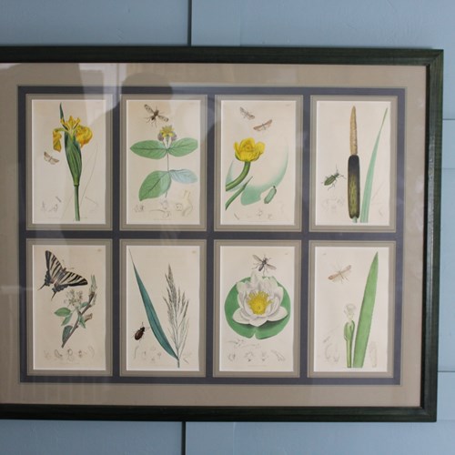19Th Century John Curtis Botanicals With Insects