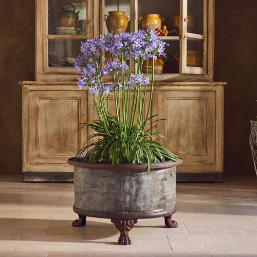 Lion’S Paw Planter